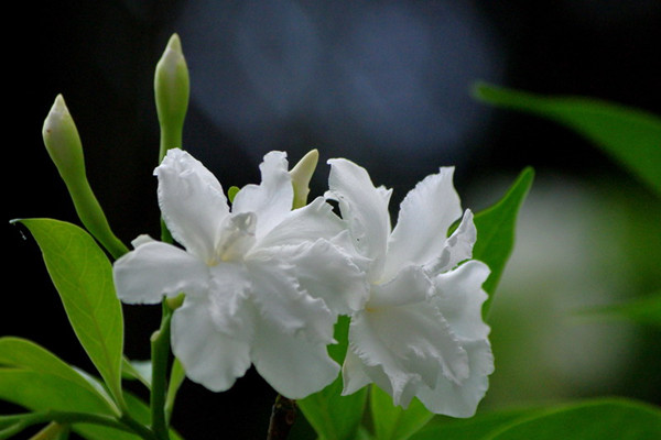 狗牙花的养殖方法和注意事项 狗牙花的养殖方法和注意事项