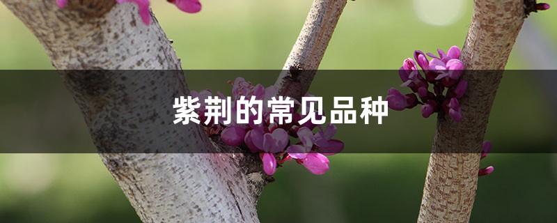 紫荆的常见品种 紫荆的常见品种