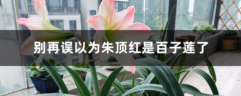 别再误以为朱顶红是百子莲了 别再误以为朱顶红是百子莲了