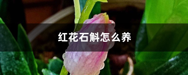 红花石斛怎么养