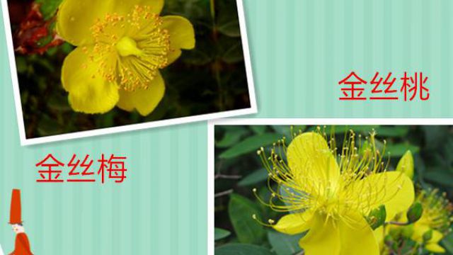 金丝梅和金丝桃有什么区别 金丝梅和金丝桃有什么区别