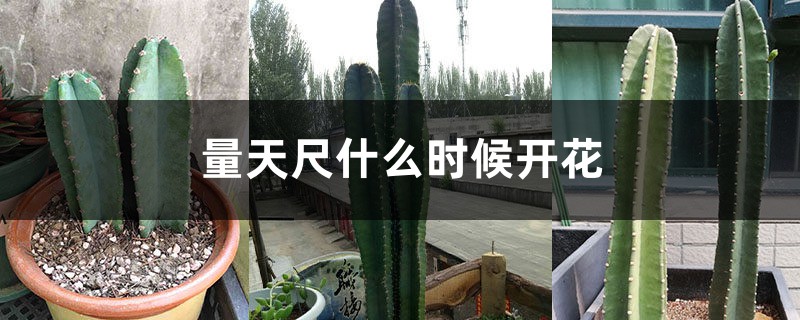 量天尺什么时候开花