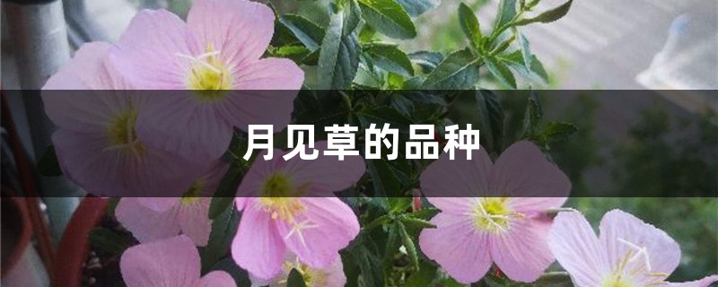 月见草的品种 月见草的品种