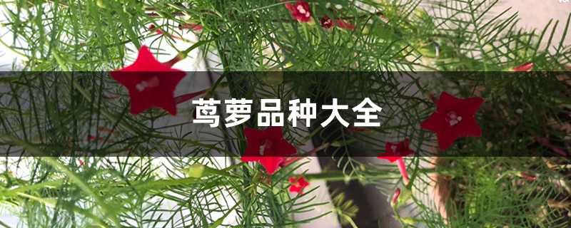 茑萝品种大全 茑萝品种大全