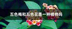 五色梅和五色花是一种植物吗