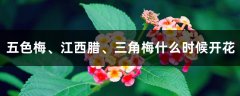 五色梅、江西腊、三角梅什么时候开花