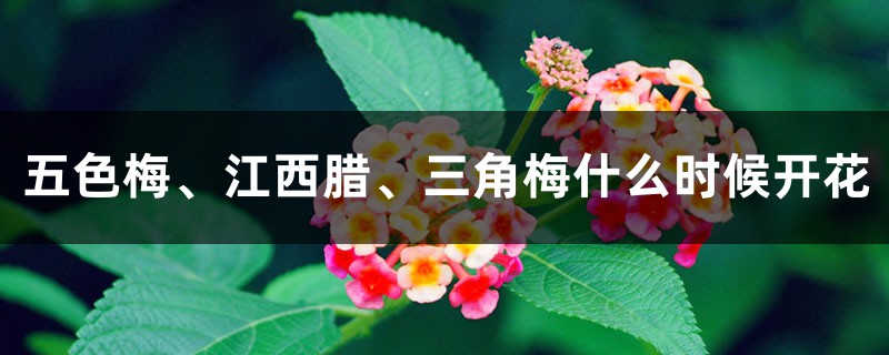 五色梅、江西腊、三角梅什么时候开花 五色梅、江西腊、三角梅什么时候开花