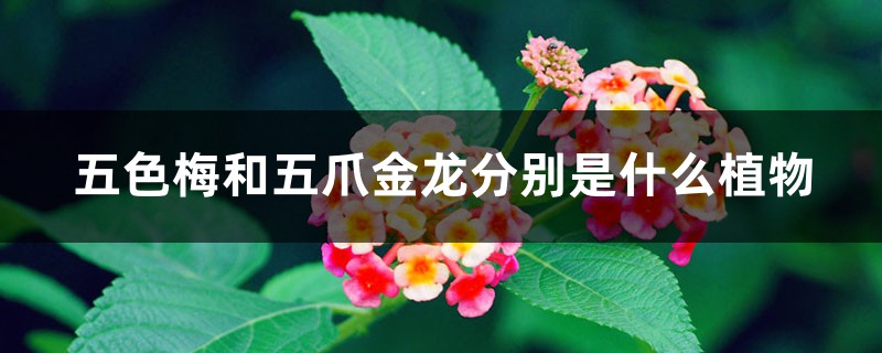 五色梅和五爪金龙分别是什么植物 五色梅和五爪金龙分别是什么植物