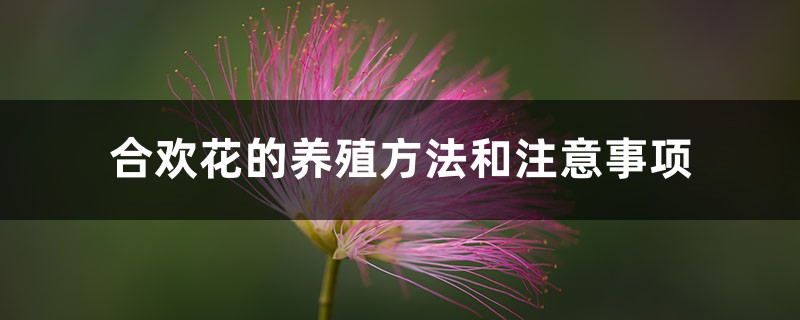 合欢花的养殖方法和注意事项 合欢花的养殖方法和注意事项