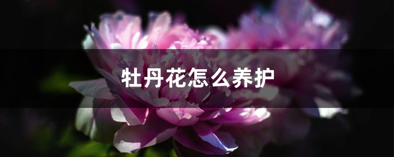 牡丹花怎么养护 牡丹花怎么养护