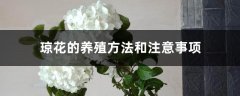 琼花的养殖方法和注意事项