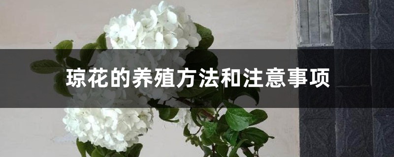 琼花的养殖方法和注意事项 琼花的养殖方法和注意事项