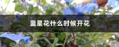 蓝星花什么时候开花