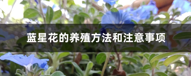 蓝星花的养殖方法和注意事项 蓝星花的养殖方法和注意事项