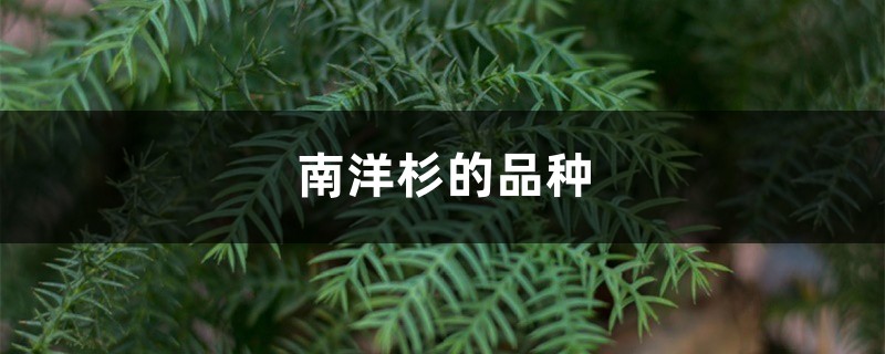 南洋杉的品种 南洋杉的品种