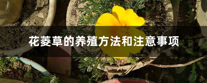 花菱草的养殖方法和注意事项 花菱草的养殖方法和注意事项