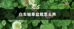 白车轴草盆栽怎么养