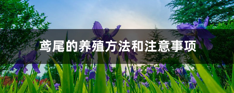 鸢尾的养殖方法和注意事项 鸢尾的养殖方法和注意事项