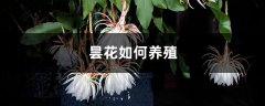 昙花如何养殖