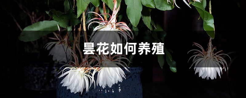 昙花如何养殖 昙花如何养殖