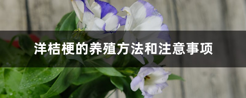 洋桔梗的养殖方法和注意事项 洋桔梗的养殖方法和注意事项