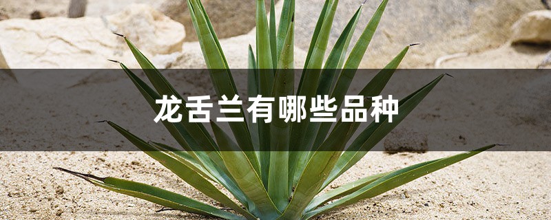 龙舌兰有哪些品种 龙舌兰有哪些品种
