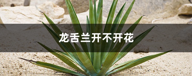 龙舌兰开不开花 龙舌兰开不开花