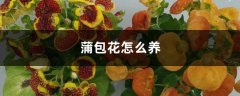 蒲包花的养殖方法和注意事项