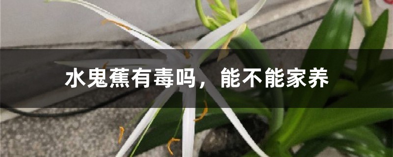 水鬼蕉有毒吗，能不能家养