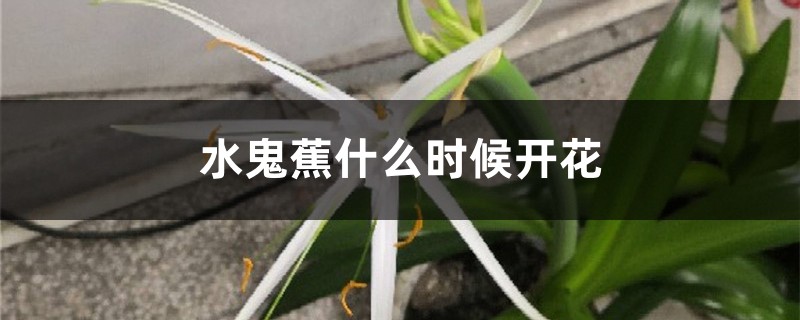 水鬼蕉什么时候开花