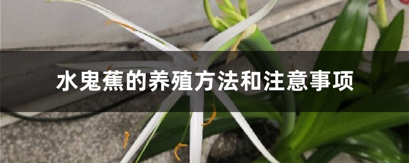 水鬼蕉的养殖方法和注意事项 水鬼蕉的养殖方法和注意事项