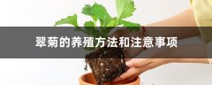 翠菊的养殖方法和注意事项