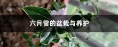 六月雪的盆栽与养护