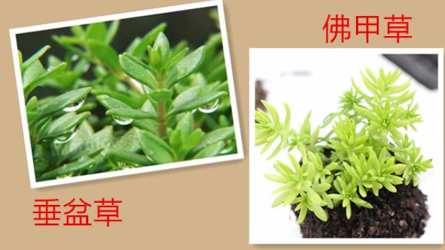 垂盆草与佛甲草的区别 垂盆草与佛甲草的区别
