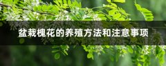 盆栽槐花的养殖方法和注意事项