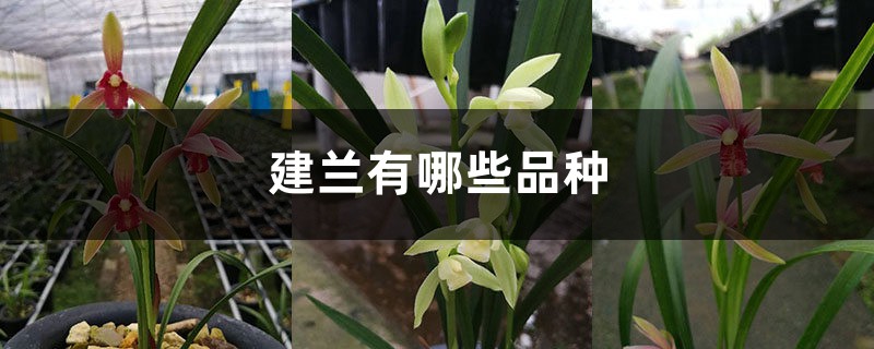 建兰有哪些品种 建兰有哪些品种