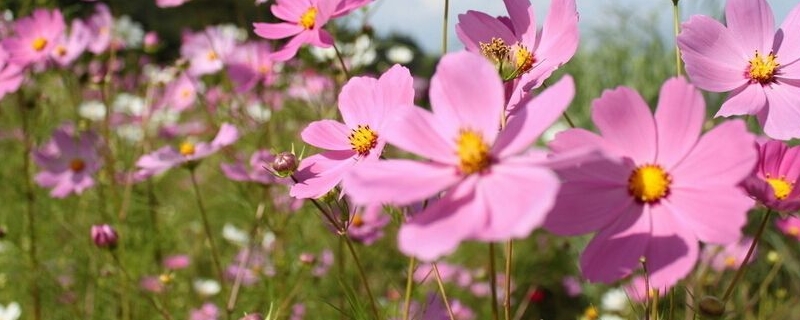 波斯菊和格桑花有什么区别 波斯菊和格桑花有什么区别
