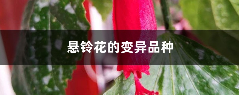 悬铃花的变异品种 悬铃花的变异品种