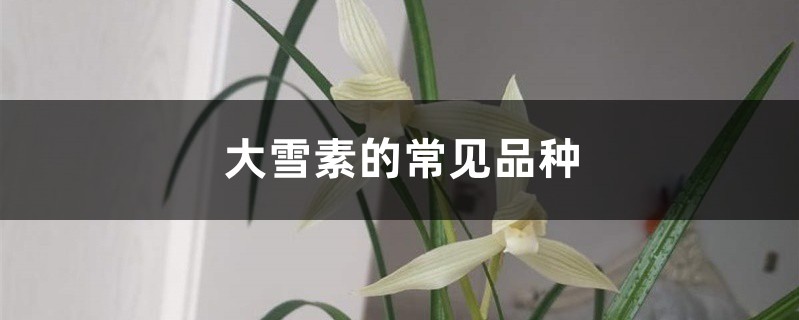 大雪素的常见品种 大雪素的常见品种