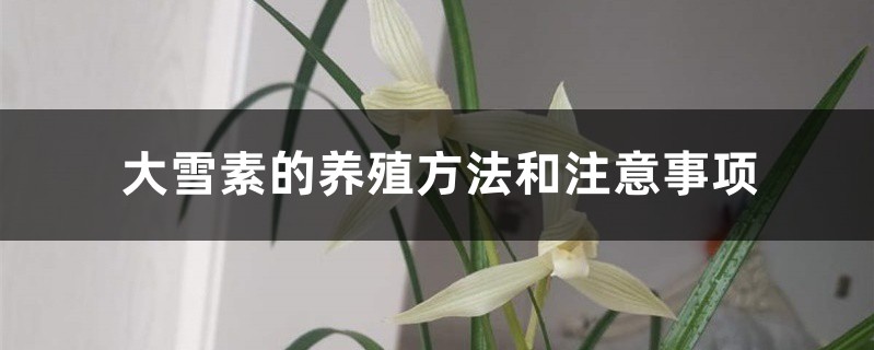 大雪素的养殖方法和注意事项 大雪素的养殖方法和注意事项