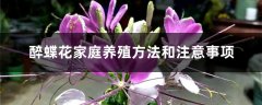 醉蝶花家庭养殖方法和注意事项