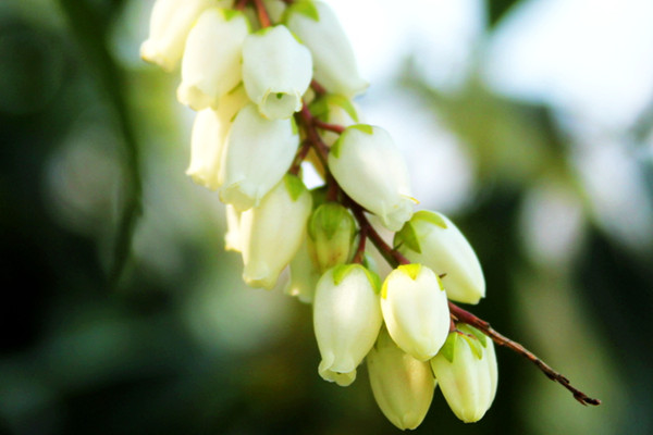 马醉木会开花吗 马醉木会开花吗