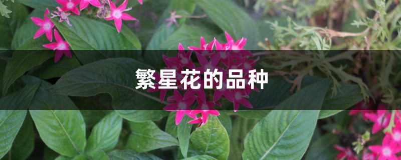 繁星花的品种 繁星花的品种