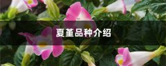 夏堇品种介绍