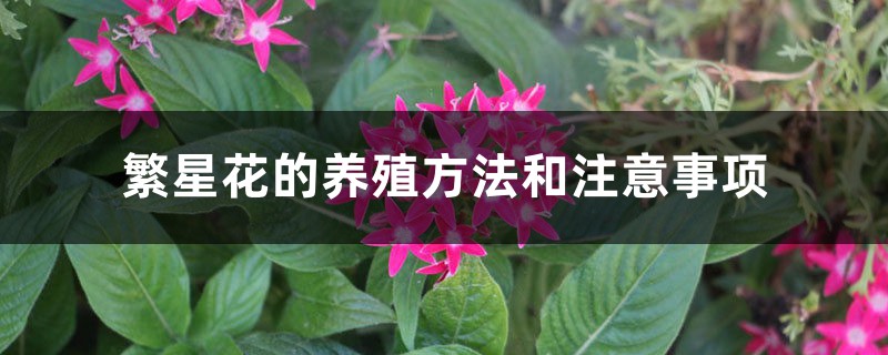 繁星花的养殖方法和注意事项 繁星花的养殖方法和注意事项