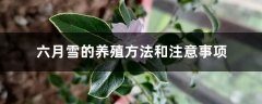 六月雪的养殖方法和注意事项