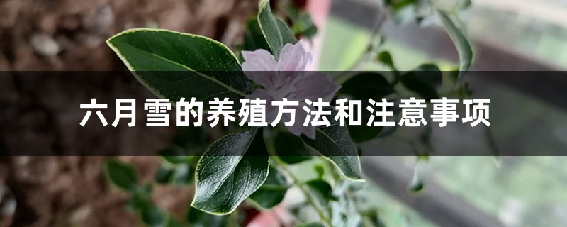 六月雪的养殖方法和注意事项