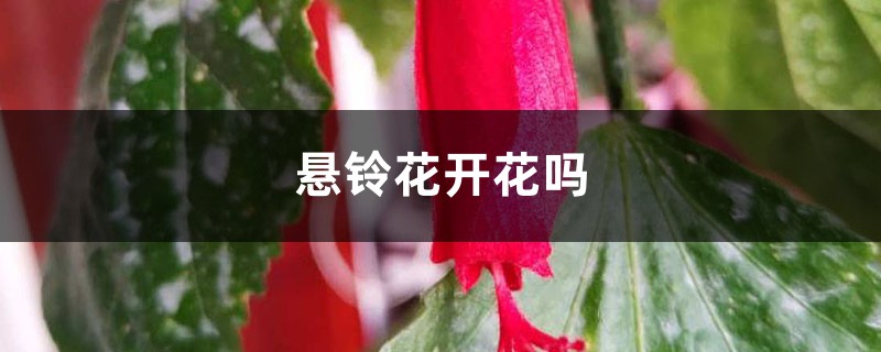 悬铃花开花吗