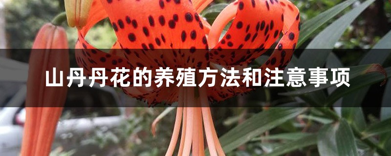 山丹丹花的养殖方法和注意事项 山丹丹花的养殖方法和注意事项