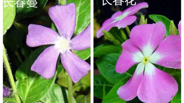 长春蔓和长春花的区别 长春蔓和长春花的区别